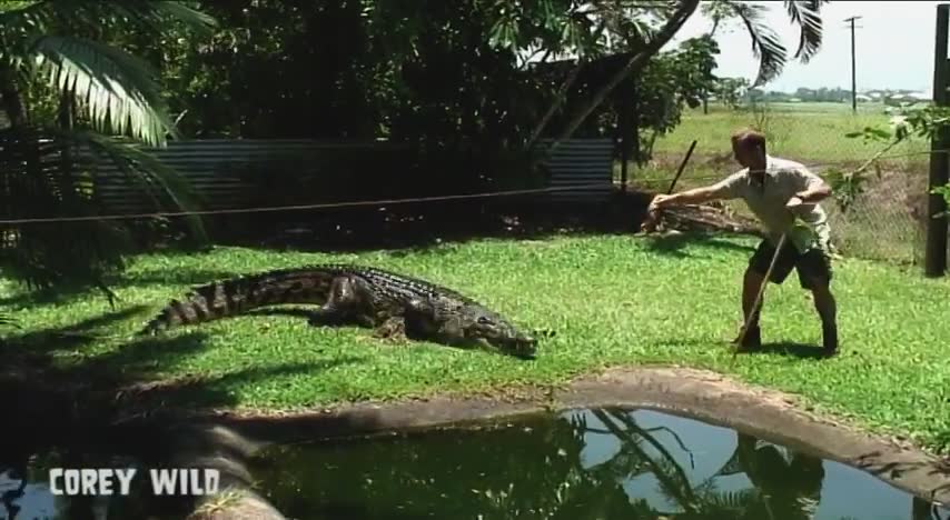 Legendary crocodile encounters with the handler who inspired the real outback lifestyle