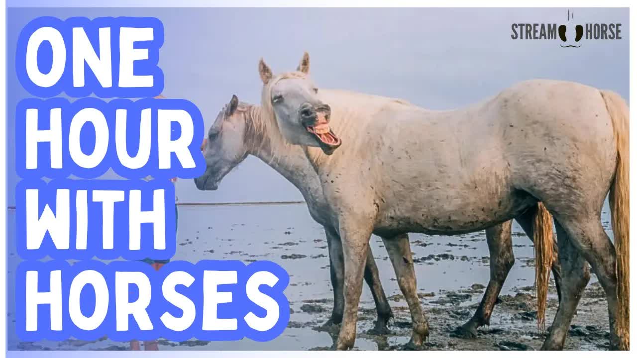 Release the Day 🐎🌄 60 Minutes of Horses & Nature for Deep Relaxation