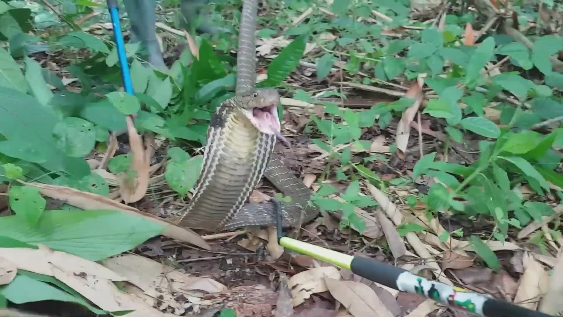 Carefully relocating a wild king cobra away from a village during a risky rescue mission