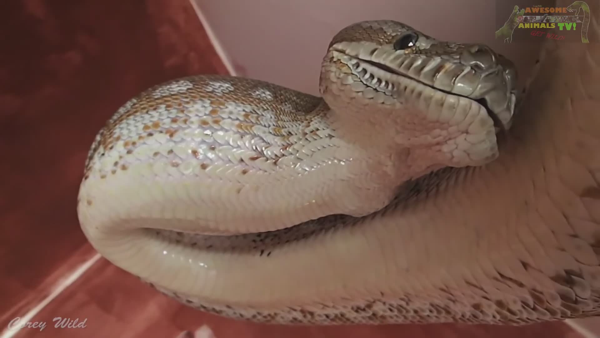 Feeding time for venomous snakes and rare python species during wildlife care adventures