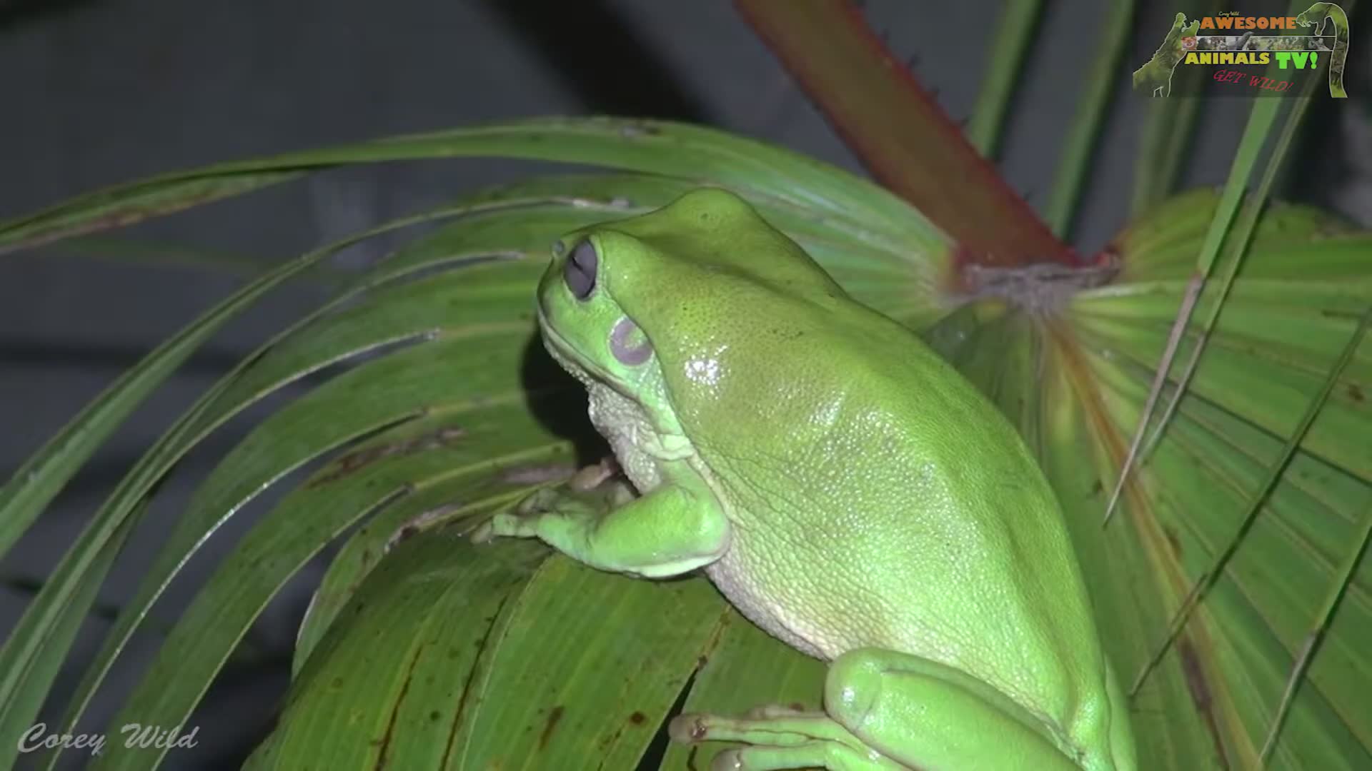 Australia's biggest frog battles a giant cricket in territory shared with deadly snakes