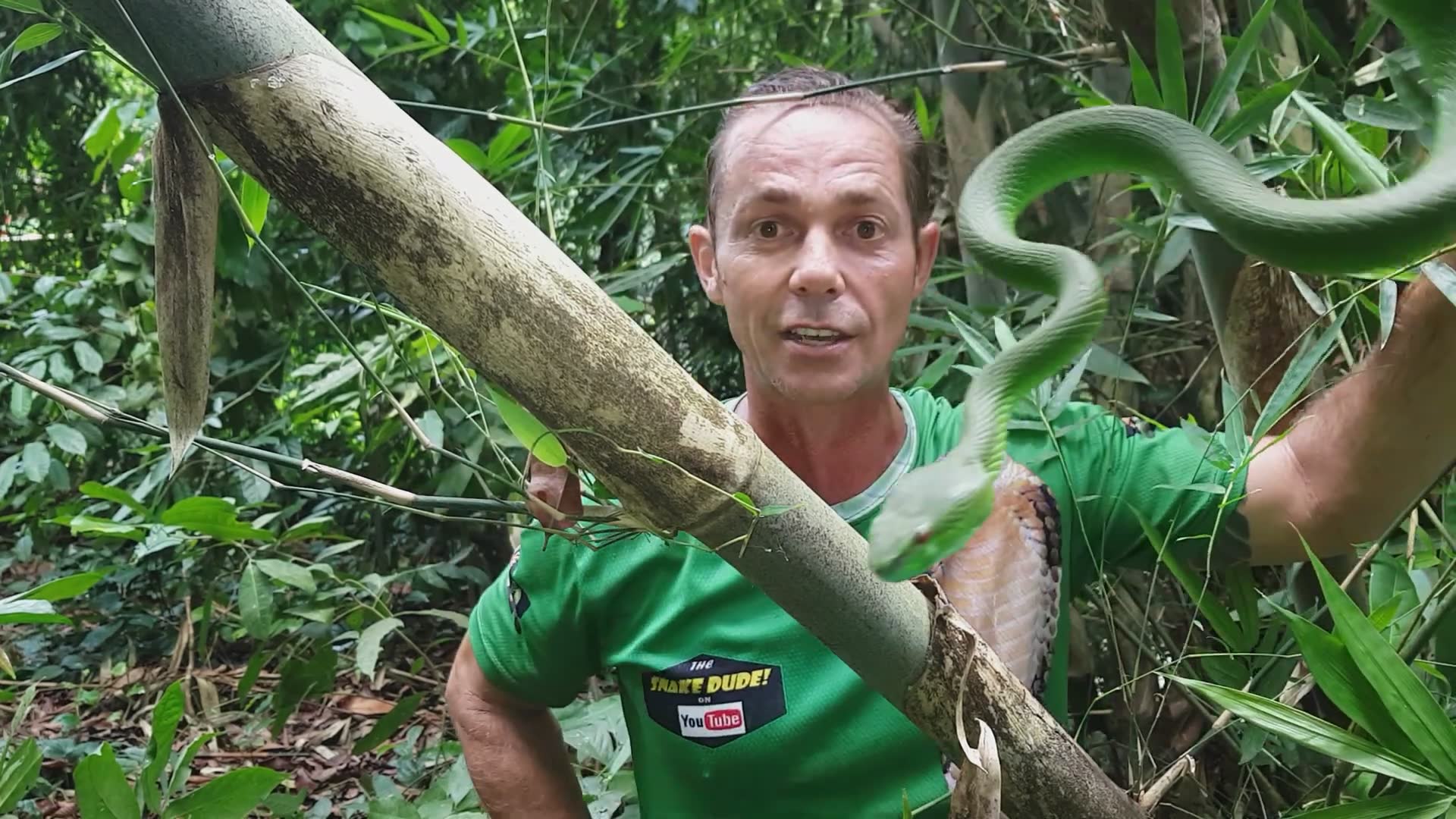 Fascinating viper facts including how green vipers use their venom to capture prey