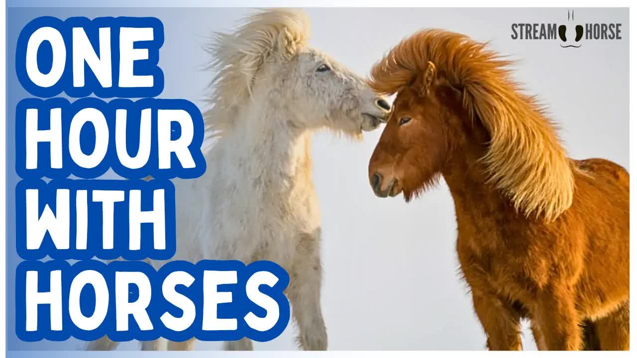 60 Minutes of Horses + Nature = Deep Calm, Peace & Relaxation 🐎😁