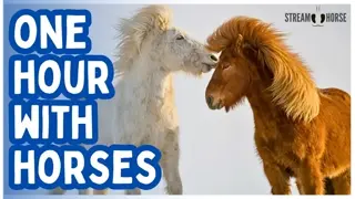 60 Minutes of Horses + Nature = Deep Calm, Peace & Relaxation 🐎😁