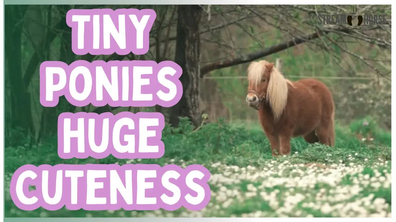 Cute Ponies Grazing, Playing, and Being Adorable 🐴💛