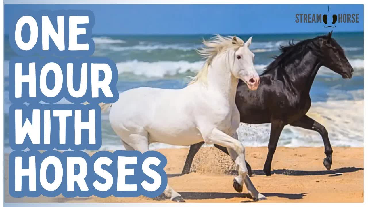 The News Can Wait ❌📰 1 Hour With the World’s Equines 🐎🦓😌 Horses, Donkeys, Mules, Zebras & Nature