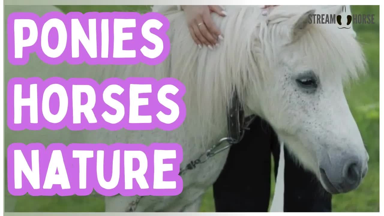 Relaxing with Ponies and Horses — 10 Minutes of Quiet Joy & Calm 😊🐎