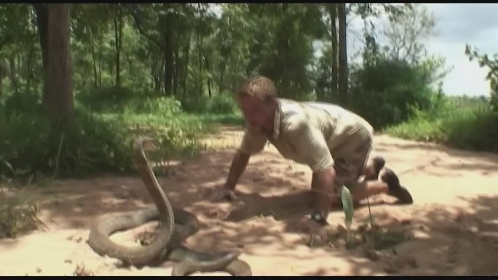 Using traditional methods to fish tarantulas from their burrows in a wild adventure