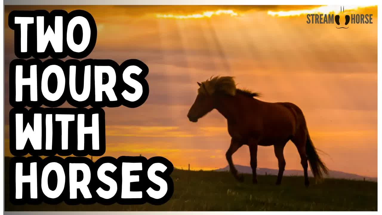 Let the World Be Kind for 2 Hours — Horses & Nature Around the Globe 🐎🌍