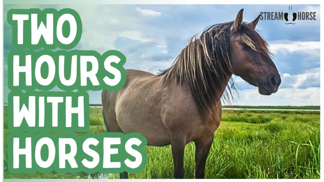 A Quiet World Still Exists — 2 Hours With Earth’s Gentle Hooves 🐎🦓🌍