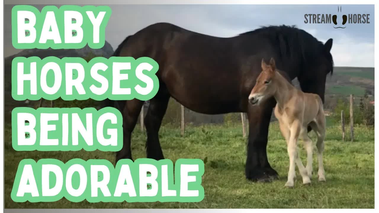 All the Baby Horses You Need Today 🐎🧡