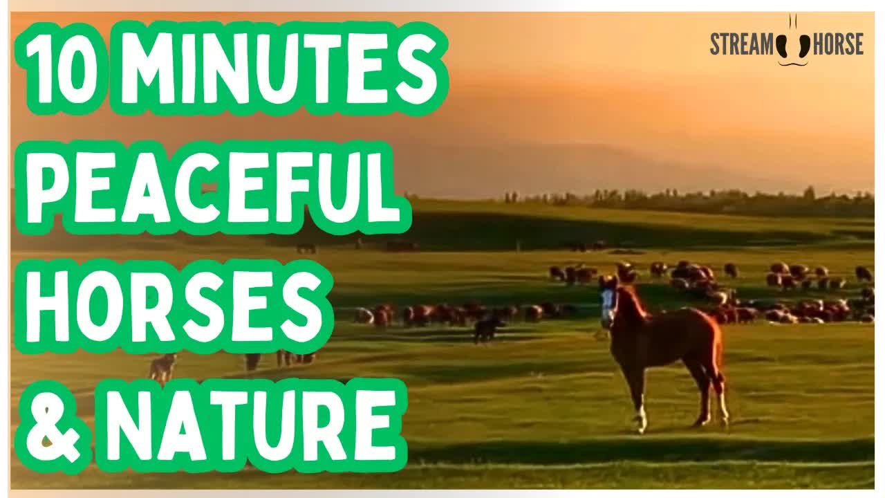 10 Minutes of Peaceful Horses — Meditation, Mindfulness, and Stress Relief 🐴😁