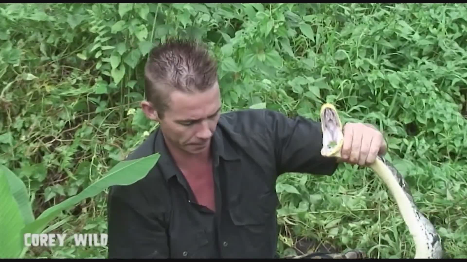 Rescuing a giant python that has been eating chickens from a village in Southeast Asia