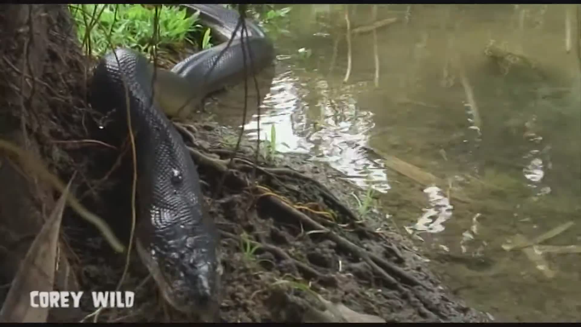 Counting down the ten most impressive snake species encountered on wildlife adventures