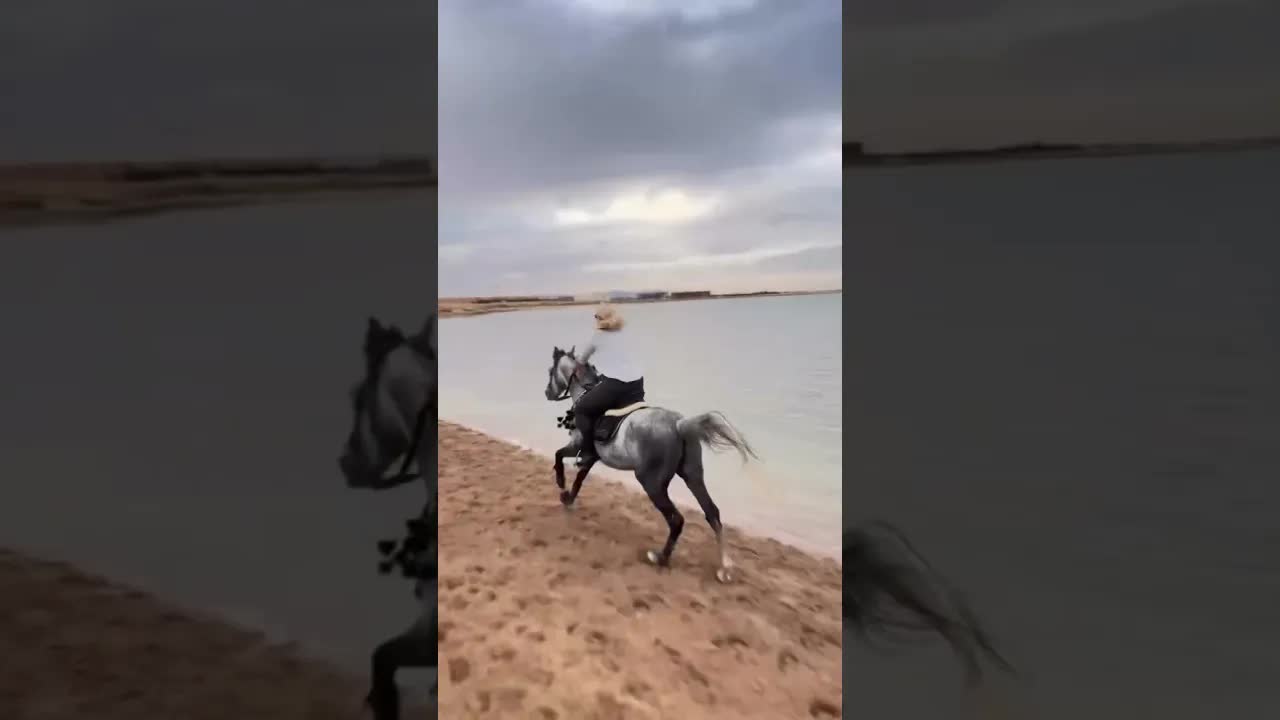 Are you ready for this? 🐎✨ Let’s gallop together—chasing horizons, feeling the wind, & pure freedom.