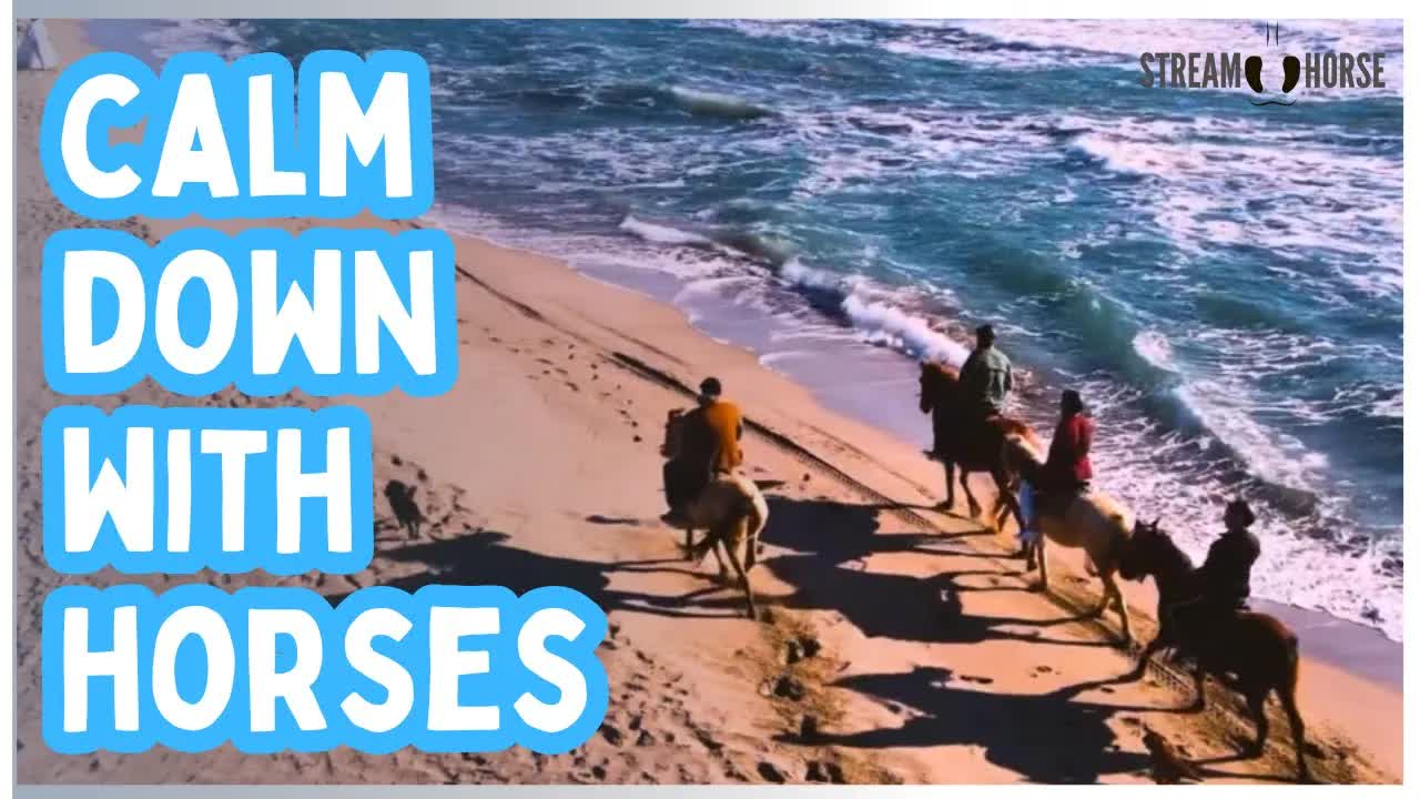 10 Minutes of Horses in Motion — Nature, Freedom, and Calm Focus ✨🐴