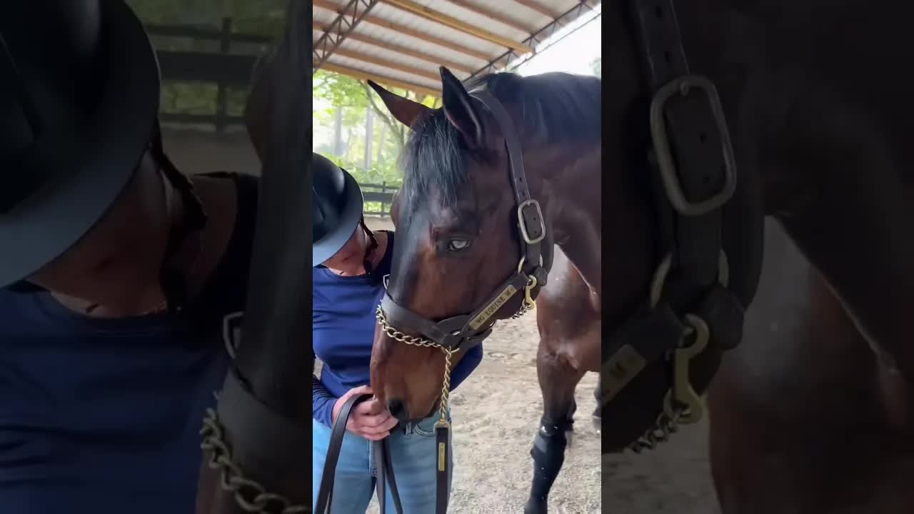 Chacco Blue II enjoying his time with the amazing team at Wellgrove Equine 🐎💙