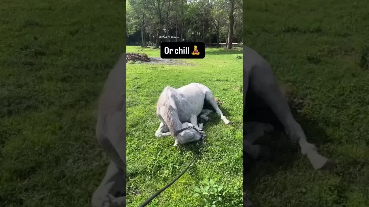 Regardless of your horse’s age, breed, discipline, or level of work, Gladiator Equine delivers.