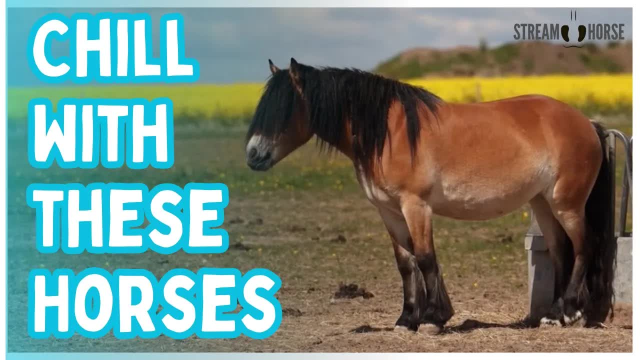 Chill With Horses and Clear Your Mind 🐎🧡