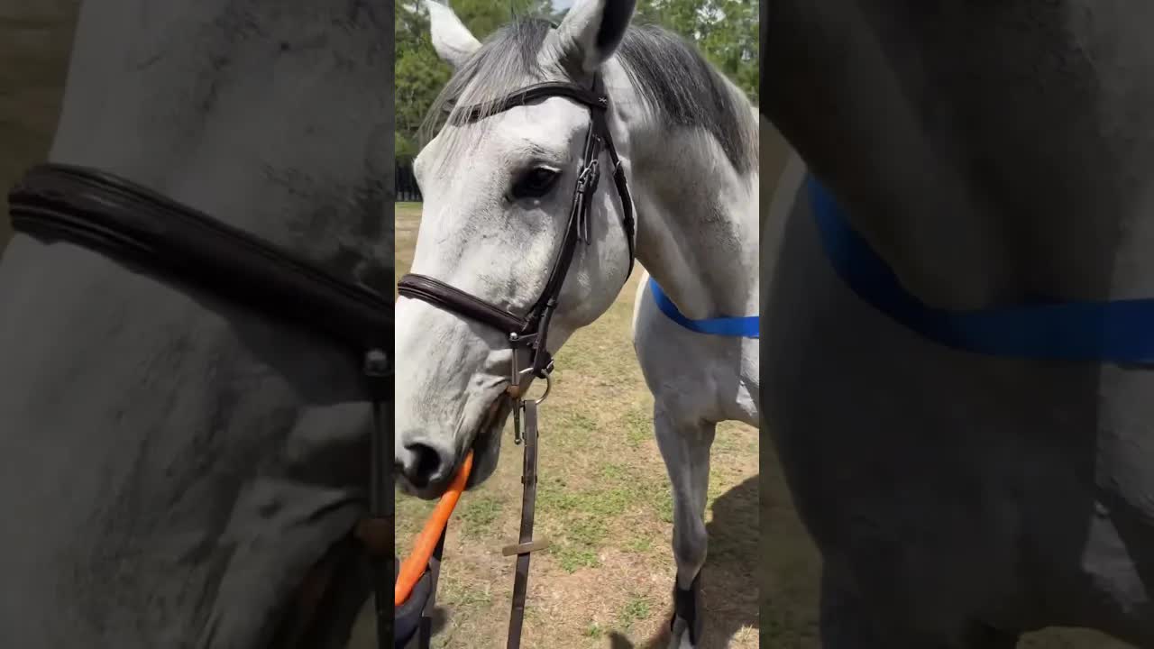 Check this bling ✨🥇🤩 waiting for our Circuit Award Champions! 🔝