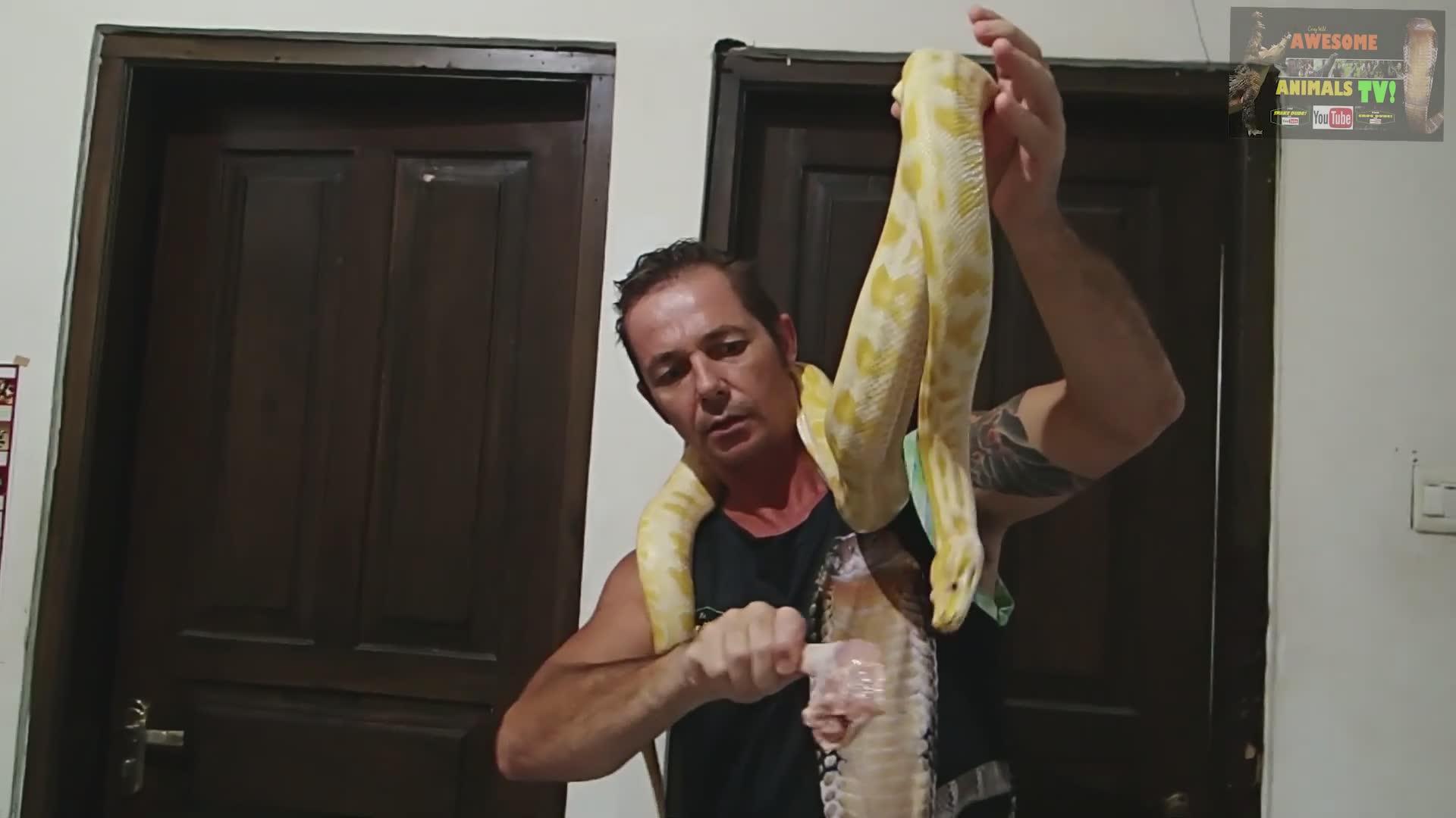 Hungry snakes strike at and consume chicken drumsticks during a wildlife feeding routine