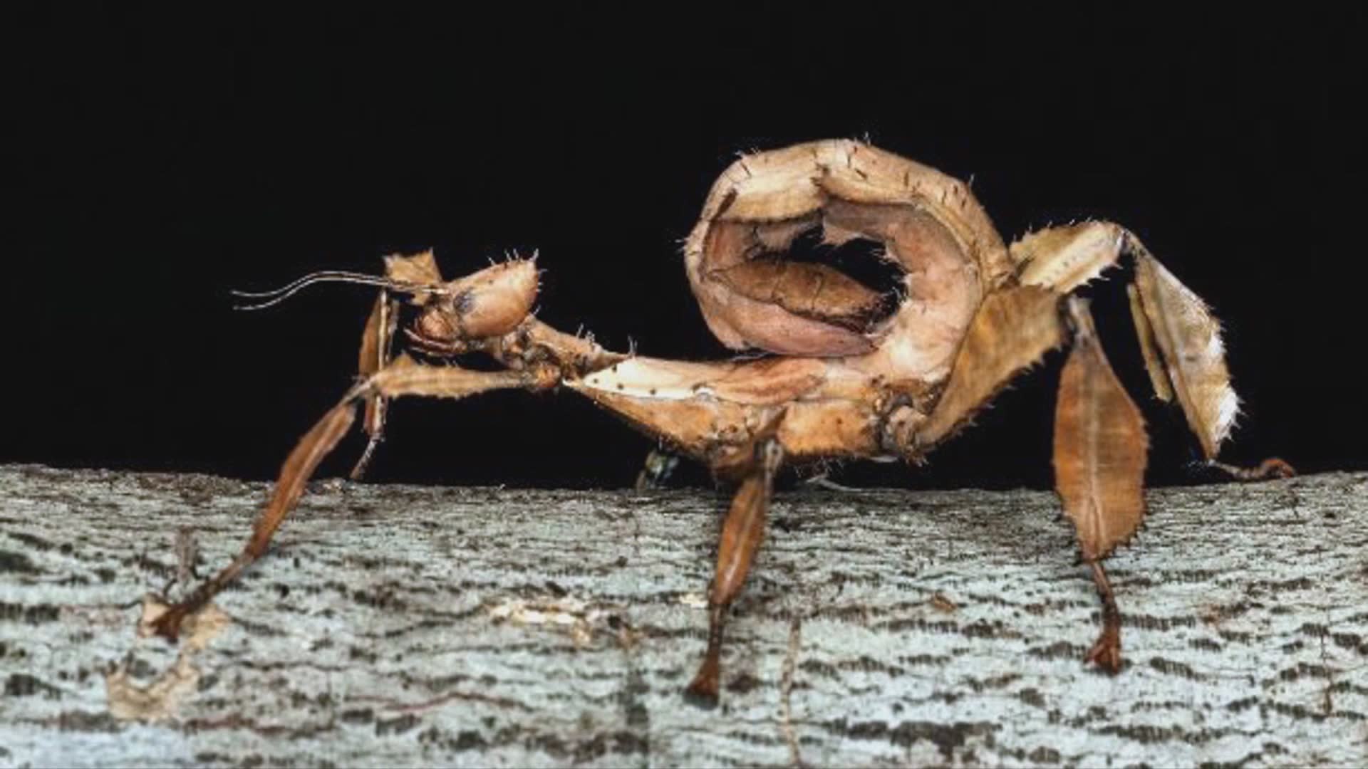 Oversized bugs so massive they look like they belong in a horror movie