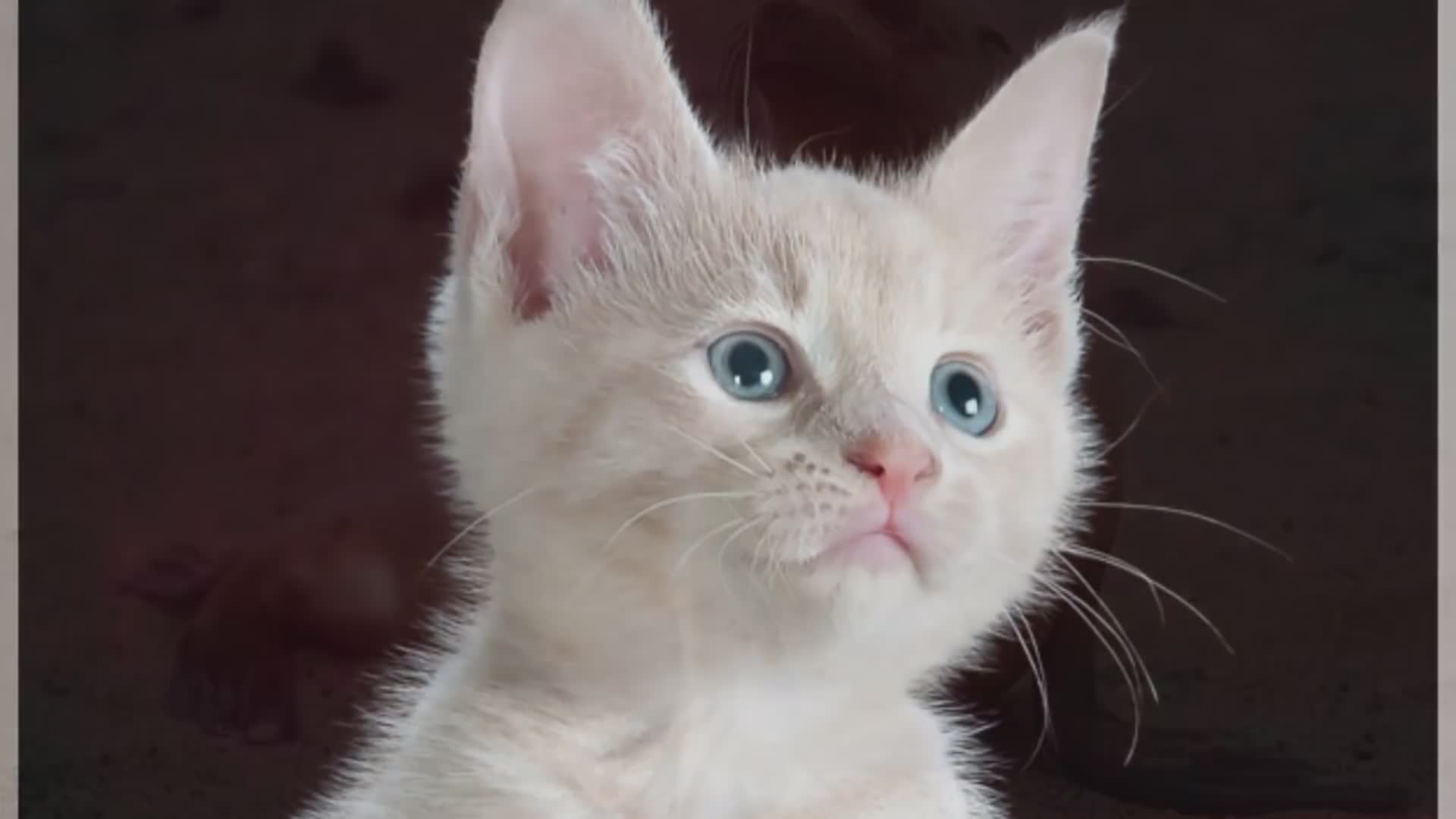 Animal facts so incredible you'll want to share them with everyone you know