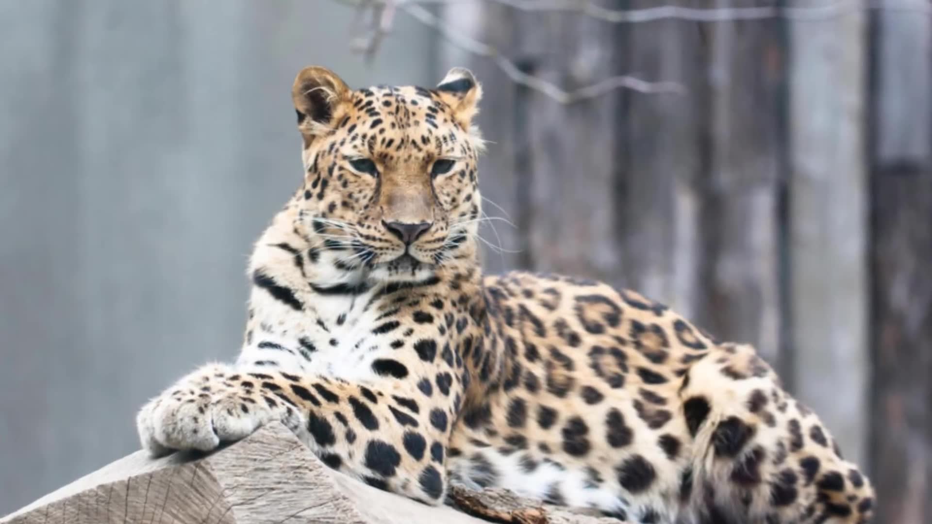 Fascinating facts about rare and exotic animals most people will never see