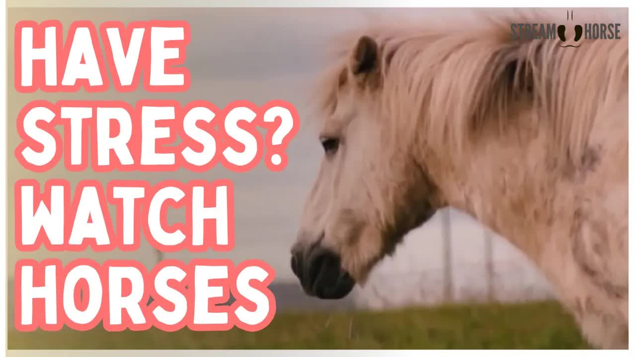 If You’re Stressed, Watch These Horses | Relaxing Horse Video for Stress Relief
