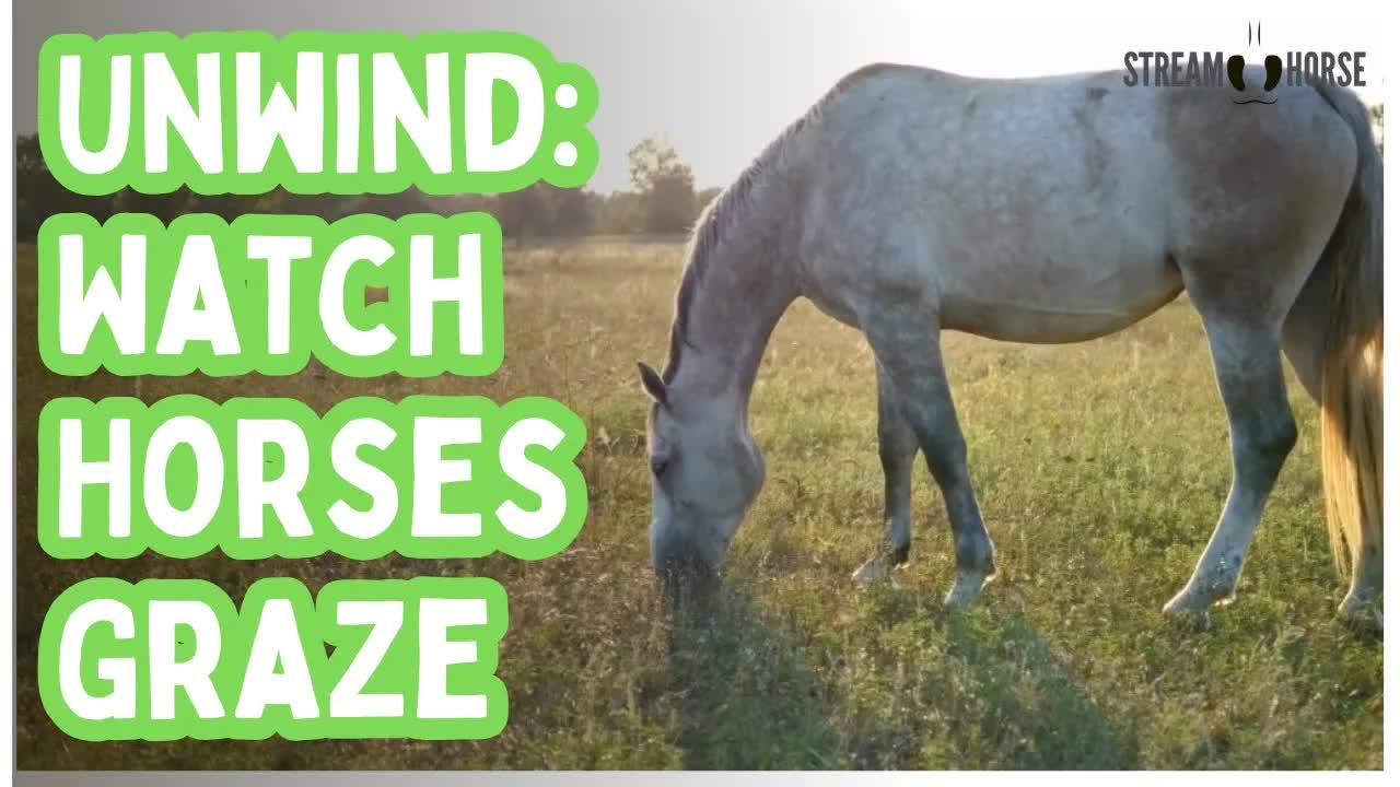 Watch Horses Graze and Feel Your Stress Melt Away 🐎😊