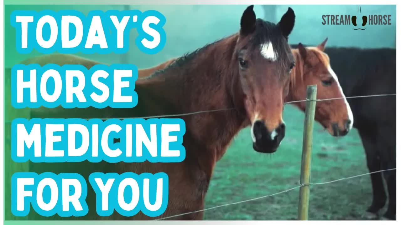 Today’s Horse Medicine for You 💊🐴 Watch This When You Need a Break