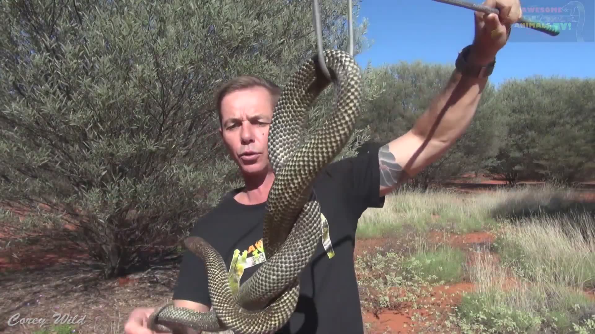 Witnessing fascinating snake species in the wild during field research