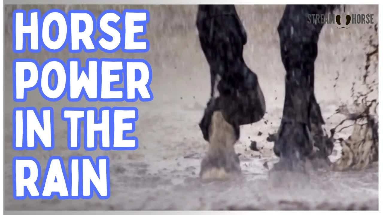Enjoy The Power & Peace Of A Horse In The Rain 🐴💧