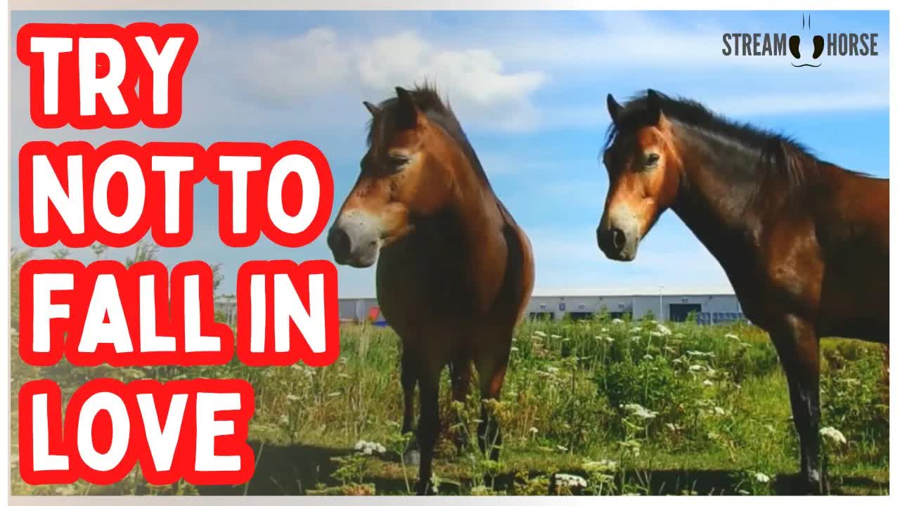Try Not to Fall in Love With These Horses 😍