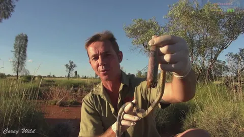 Witnessing venomous brown snake killed by mouse in unexpected nature reversal