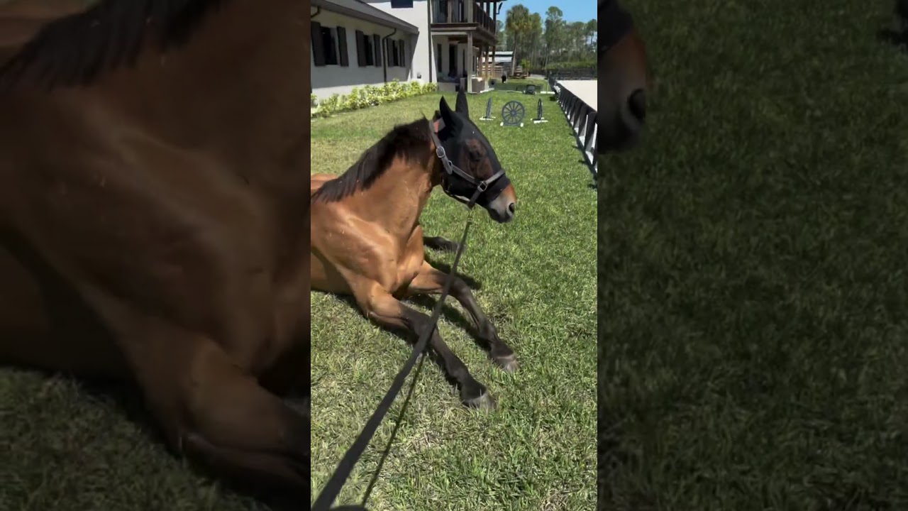 Valdes enjoying some well-deserved R&R this April following #WEF2026 🐎☀️😎