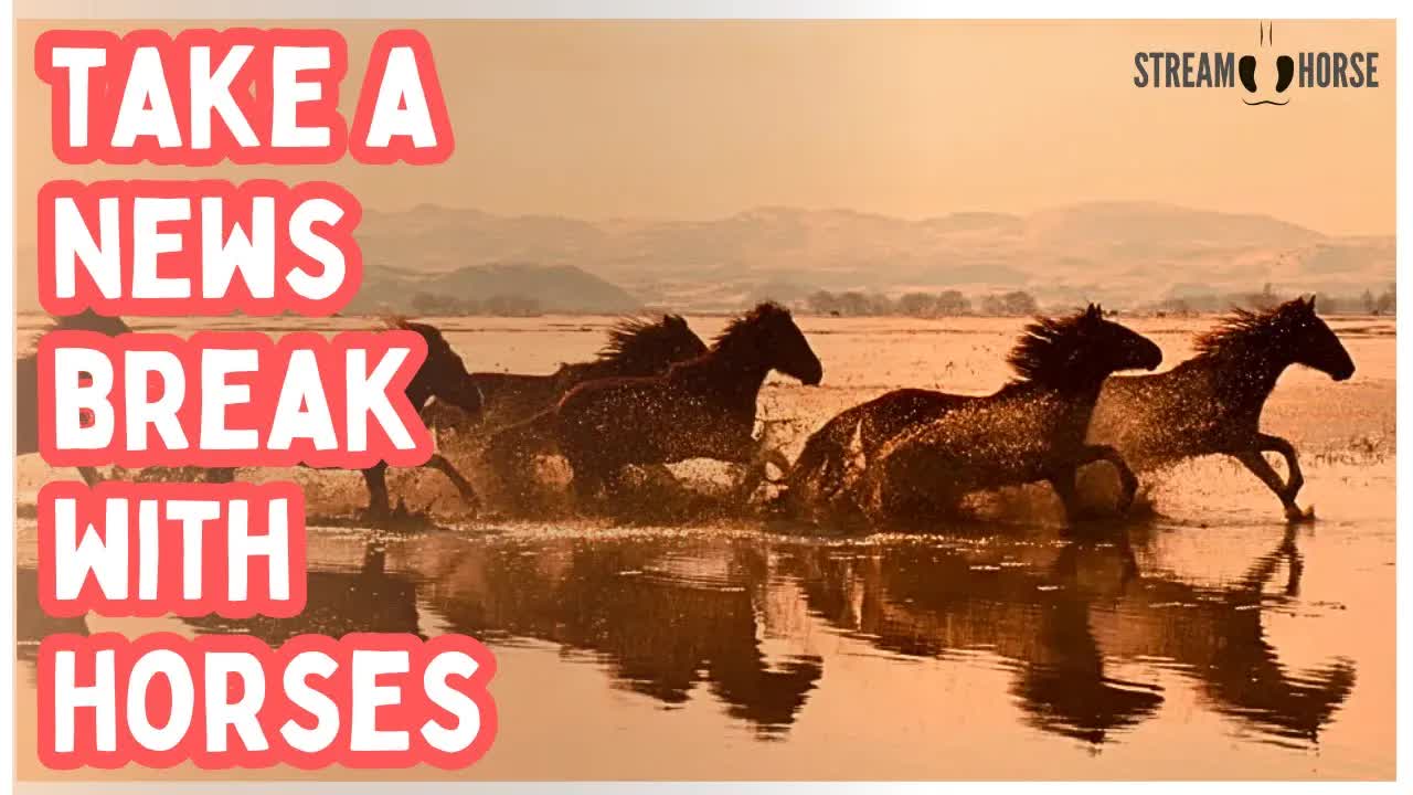 When Your Stress Feel High, Watch Horses 🐎👀 10 Minutes of Peace & Joy