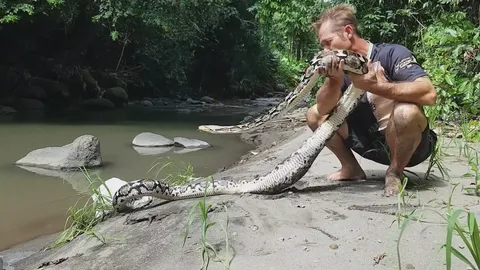 Finding world's largest snake species and documenting massive size