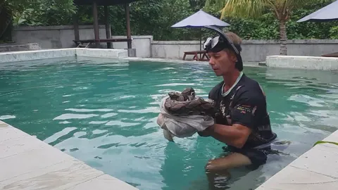 Discovering enormous python swimming in backyard pool without permission