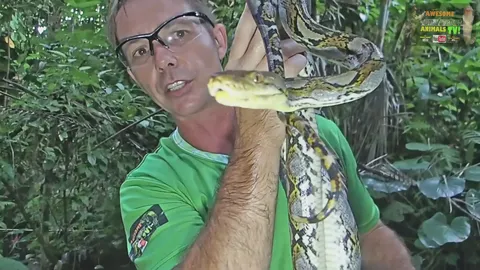Witnessing enormous reticulated python in the wild during field research