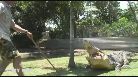 Witnessing massive saltwater crocodile in the wild during field research (2)