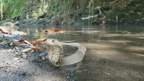 Aggressive spitting cobra launches multiple venom spray attacks in succession