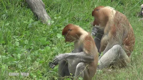 Rare proboscis monkey sighting in threatened Borneo mangrove forest habitat