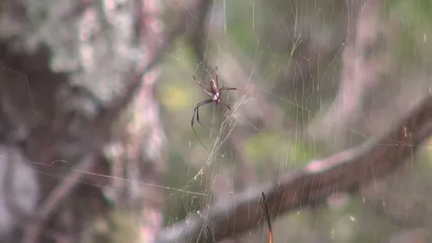 Encountering largest golden orb weaver spider ever found in wild