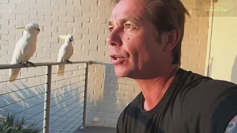 Wild cockatoos display aggressive and hilarious behavior in Australian bush