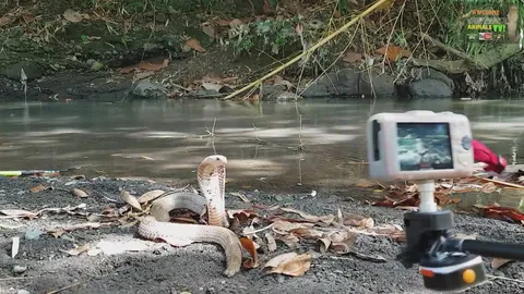 Witnessing venomous cobra snake in the wild during field research