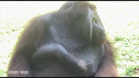 Spending precious time with endangered orangutans in Borneo rainforest