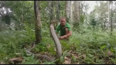 Witnessing deadly venomous snake species in the wild during field research (2)