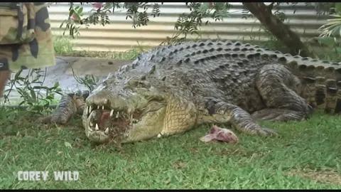Witnessing massive saltwater crocodile in the wild during field research