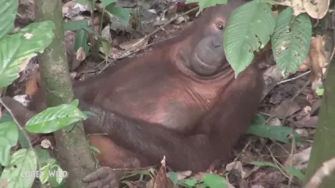 Spending time with endangered wild orangutans in Borneo rainforest habitat